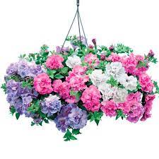 Petunia Surfinia Tumbelina Fragrant Mix Suttons Co Uk Petunia Plant Sutton Seeds Petunias