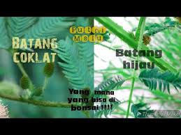 Bonsai Putri Malu Jenis Mana Yang Bisa Di Bonsai Youtube