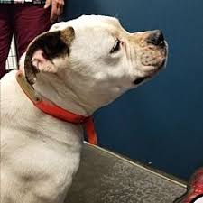 Website created by melissa kaplan for scbr © 2020 / all rights reserved. Henderson Nc American Bulldog Meet Gracie A Dog For Adoption Pets Dog Adoption American Bulldog