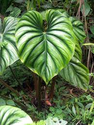 Philodendron Plowmanii Philodendron Plant Plants Unusual Plants