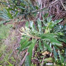 Image result for Pollichia campestris