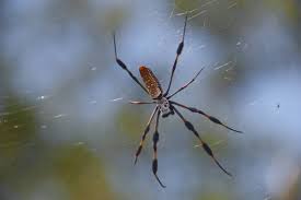 Check spelling or type a new query. Banana Spider Different Types And Its Interesting Facts 2020