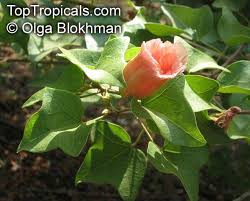 Image result for Thespesia