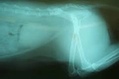 Image result for what is treatment for broken cat tail