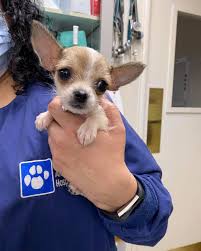 The support we got from the community was amazing. Alamo Animal Hospital Home Facebook