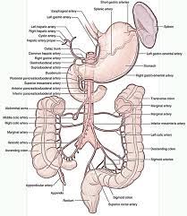 Origin superior mesenteric artery is a major artery of the abdomen. Easy Notes On Marginal Artery Of Colon Learn In Just 3 Minutes Earth S Lab