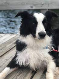 Pin On Photos From Lost Dogs Minnesota