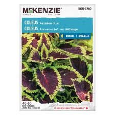 Image result for Coleus maculosus