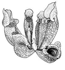 You can use our amazing online tool to color and edit the following endangered species coloring pages. Endangered Species Tumbleocity Activities Tumble Home Learning