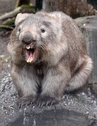 Notsodailywombat Australia Animals Wombat Marsupial