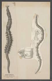 Image result for Aneilema arenicola