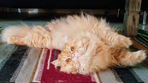Our pet sitting service typically includes one of our nearby pet sitters stopping by once or multiple times a day to take care of any of your pet's needs. Pet Sitting And Dog Boarding Cat Mommy Pet Sitting Dog Boardi
