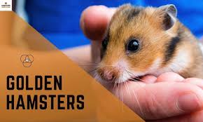 The first time i went to europe, i wound up partly unmaking my hotel bed as i was getting into it. Types Of Hamster Hamstershub