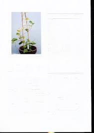 Image result for Fagopyrum snowdenii