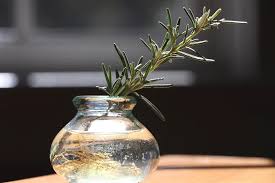 Image result for rosemary cuttings
