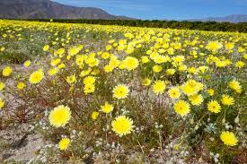 Maybe you would like to learn more about one of these? California S Desert Has Exploded With Wildflowers And People But There Are Ways To Avoid The Crowds Roadtrippers