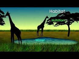 Most things live in habitats to which they are suited and different habitats provide for the basic needs of different kinds of animals and plants. What Is An Ecosystem Youtube