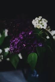 Pin By S U Z A N N E On D A R K B E A U T Y Water Flowers Lilac Flowers Lilac Tree
