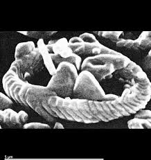 Image result for Xyris natalensis