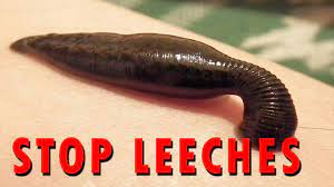 How To Stop Leeches - Youtube