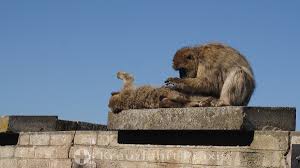 Gibraltar affen wild monkeys on the rock of gibraltar. Gibraltar Sehenswurdigkeiten Affenfelsen Und Mehr