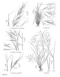 Image result for Aristida