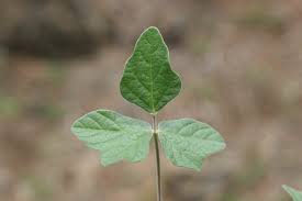 Image result for Macroptilium atropurpureum