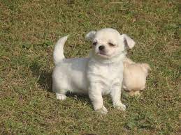 Chihuahua Puppies For Sale Price In India Mr N Mrs Pet Chihuahua Puppies Chihuahua Puppies For Sale Teacup Chihuahua Puppies