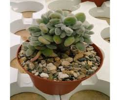 Echeveria pulvinata frosty es una atractiva echeveria que crece en forma de pequeño arbusto de hasta 30 cms de altura y que se pueden llegar a extender hasta más de un metro en diámetro, con. Echeveria Pulvinata Cv Frosty Cristata Uhlig Kakteen Uber 5000 Verschiedene Arten