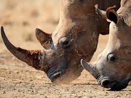 Eine jugendsendung im wdr fernsehen in den 1970er jahren. Tierschutz Umstrittene Auktion Von Rhinozeros Hornern Startet Haz Hannoversche Allgemeine