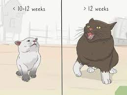 The cat will be understandably nervous and require. How To Tame A Feral Cat 14 Steps With Pictures Wikihow