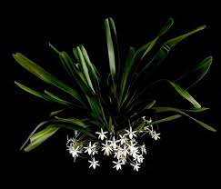 Image result for Jumellea walleri