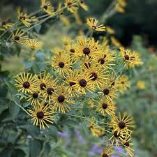 Image result for Ottelia kunenensis