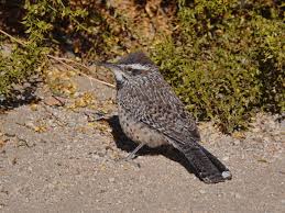 A hollow interior to store water in, and a waxy outer skin that helps keep its water supply. Bird Life In Joshua Tree National Park Back Yard Biology