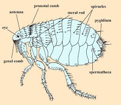 Animal Parasitology Fleas Animals Medical Laboratory