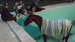 Dramatique Sauvetage Pour Le Cheval Evade