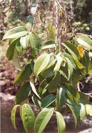 Image result for Xylopia