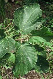 Image result for Ficus sycomorus
