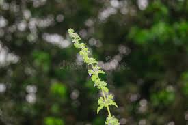 Image result for Cantinoa