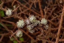 Image result for Stoebe vulgaris