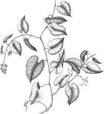 Image result for Cissus petiolata