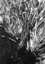 Image result for Cyperus pseudoleptocladus