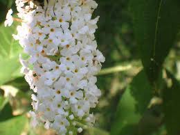 Grandi alberi con i fiori bianchi; Fiori Bianchi A Grappolo