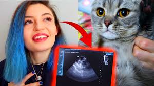 Kedim Hamile Ultrason Goruntuleri Youtube