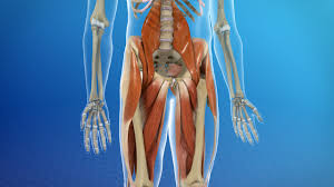 The iliacus and psoas major comprise the iliopsoas group. Hip Muscle Strains Info Florida Orthopaedic Institute