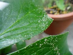 美しい花の画像 新着観葉 植物 白い 粉