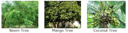 Check spelling or type a new query. Course Environmental Science Class 2 Topic Plants