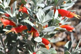 Image result for Landolphia glabra