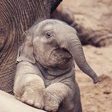 Elephant Lovers On Instagram Every Eye Sees The World In A Unique Way Calves See Nothing But Beauty Al Cute Baby Animals Elephant Monkey Stuffed Animal