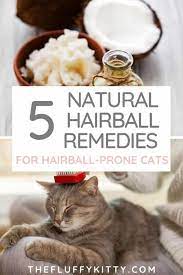 Pin On Cat Grooming